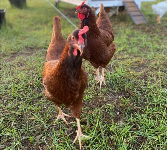 Raising Chickens at Home: A Beginner's Guide to Backyard Poultry