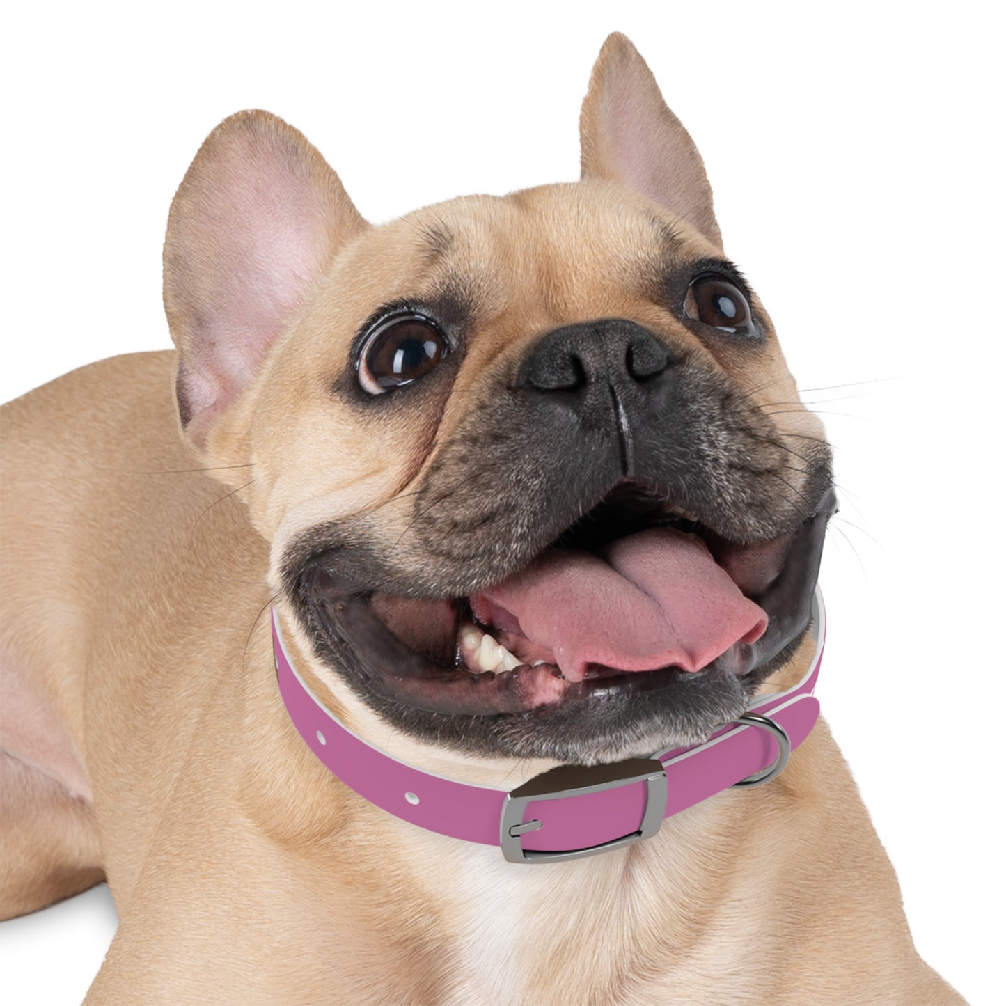 Chic Dog Collar for Stylish Pets, Customizable Pet Accessory, Gift for Dog Lovers, Durable Pink Collar, Fun Pet Fashion