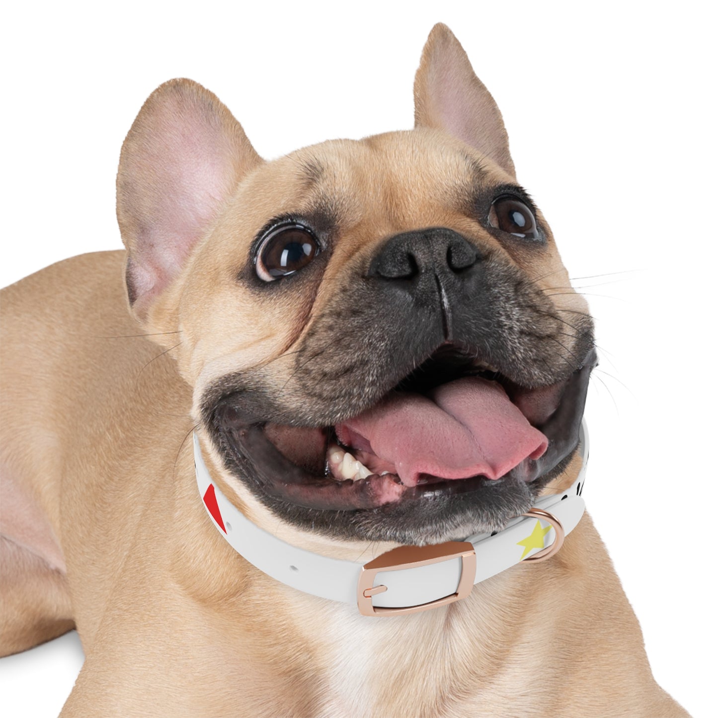 Customizable Dog Collar