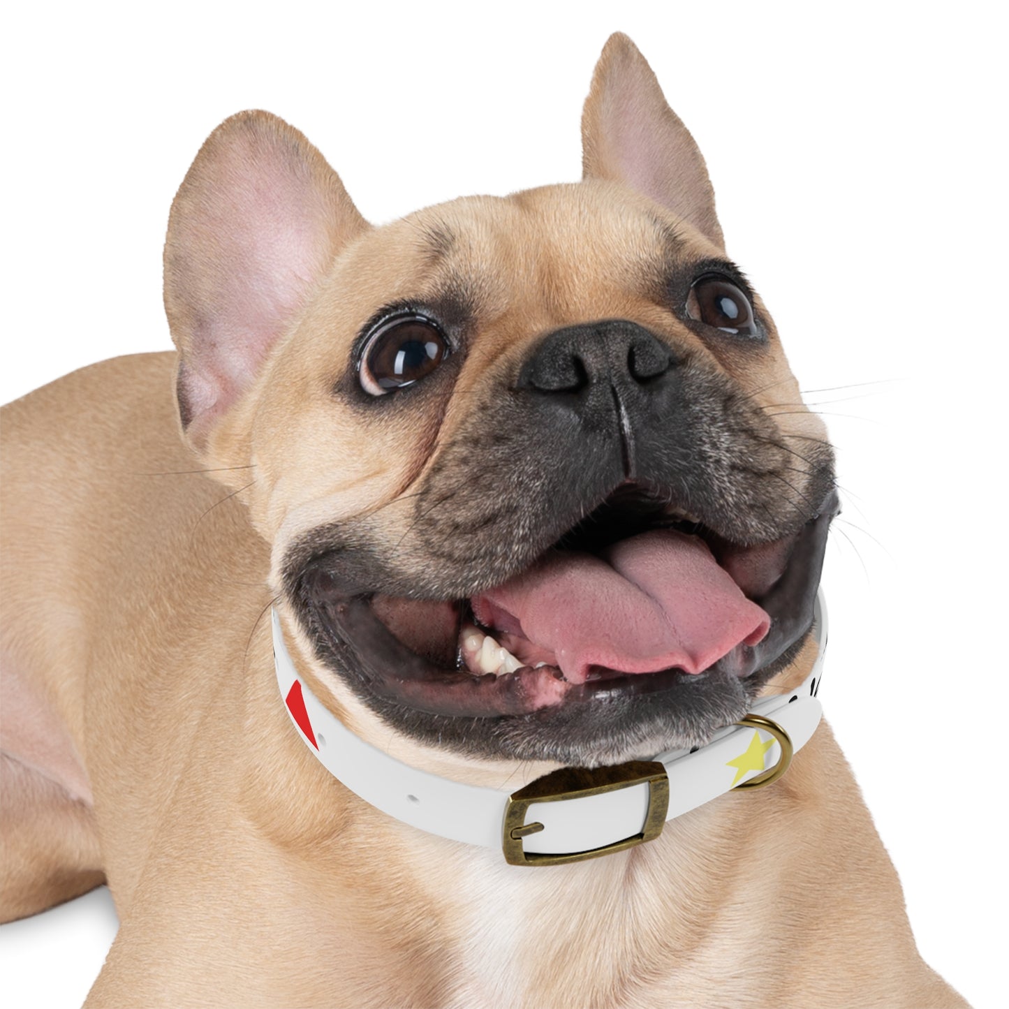 Customizable Dog Collar