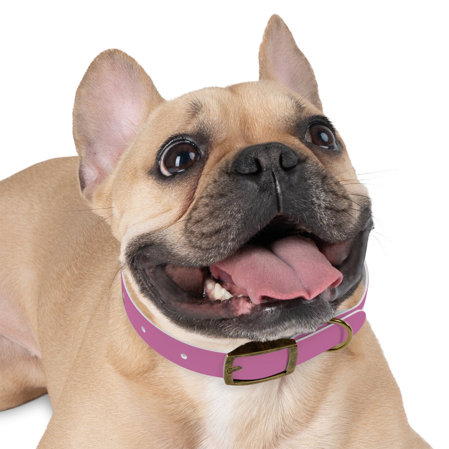 Chic Dog Collar for Stylish Pets, Customizable Pet Accessory, Gift for Dog Lovers, Durable Pink Collar, Fun Pet Fashion