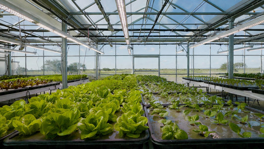 CEA Greens: Year-Round Fresh Salads Right Here in Texas? Mind Blown!