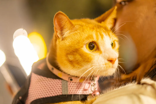 Personalized Pet Accessories for Weddings and Bachelorette Parties