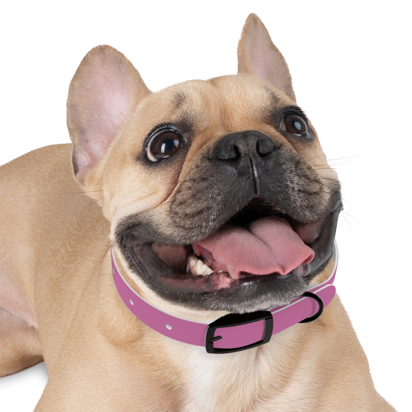 Chic Dog Collar for Stylish Pets, Customizable Pet Accessory, Gift for Dog Lovers, Durable Pink Collar, Fun Pet Fashion