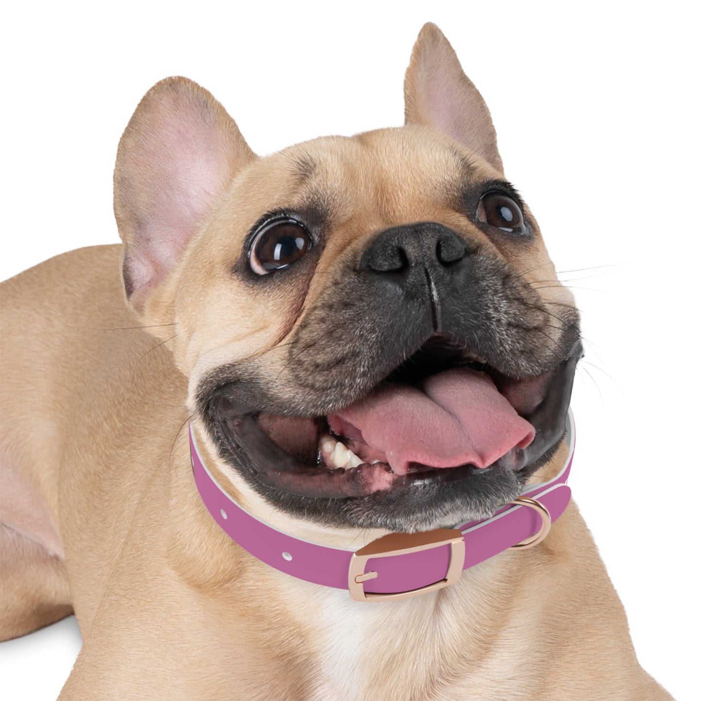 Chic Dog Collar for Stylish Pets, Customizable Pet Accessory, Gift for Dog Lovers, Durable Pink Collar, Fun Pet Fashion